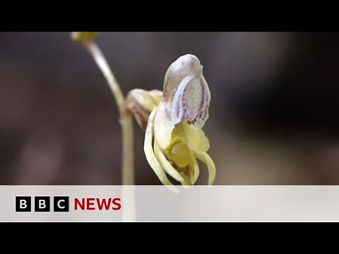 Britain’s rarest ghost orchid rediscovered for first time in 15 years | BBC News