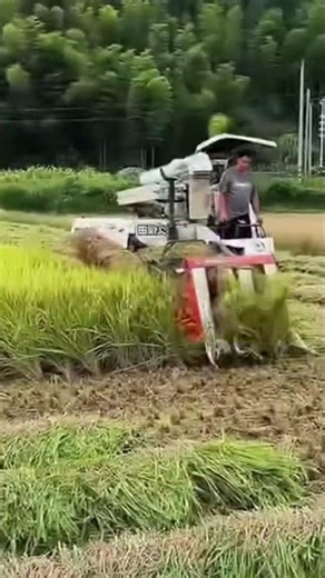 rice harvesting 🌾 | efficient farming tools in action