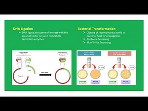 Principles of DNA Ligation and Bacterial Transformation 👨🏻‍🔬🧬🧫