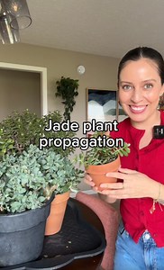 458K views · 14K reactions | Jade plants are great for propagating...