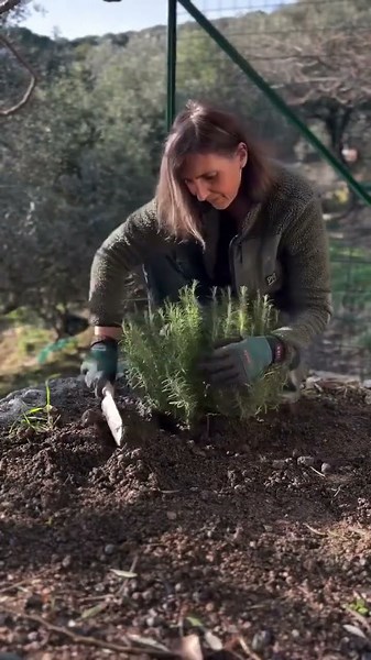 Rosemary: how to plant it?