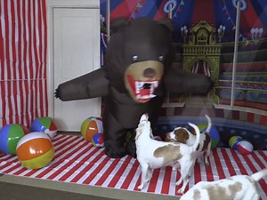 17K views · 363 reactions | Dogs vs Evil Teddy Bear Prank | Maymo the Dog | Facebook