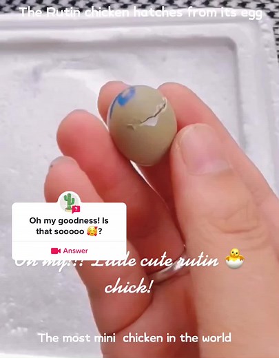 Smallest Chicken in the World - Cute Mini Chick Hatching Video