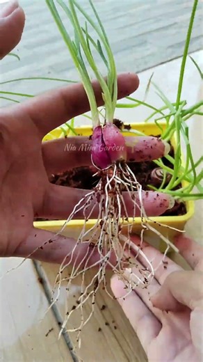 How to Grow Shallots at Home – Super Easy! 🧅🌱