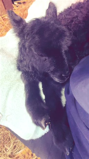 Är mamma #fyp #foryou #lamm