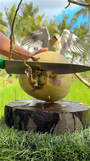 Eagle Companion Coconut ASMR 🥰