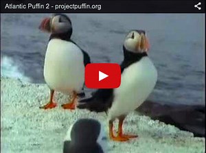 Puffin Cam Highlights