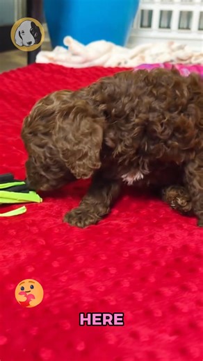 Say hello to Polly, the F1b Cavapoo girl with soft curls, bright eyes, and a heart full of sweetness! 🐾💕 Hypoallergenic, cuddly, and endlessly charming, Polly is the perfect little companion for snuggles, playtime, and every cozy moment in between. She’s gentle, affectionate, and always ready to be right by your side — bringing joy, warmth, and puppy love wherever she goes. 🐶✨ Comes with: ✅ Direct Home Delivery ✅ 24/7 Lifetime Vet Support ✅ Microchip & Health Certificate ✅ 3–Year Health Plan 