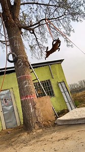 14K views · 248 reactions | Training time | Beautiful World | Facebook