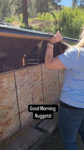 Good Morning Little Nuggets! #homestead #homesteading #honesteadlife #simpleliving #simple #goodmorning #farm #farmlife #chickens #mountainspringhomestead | Mountain Spring Homestead