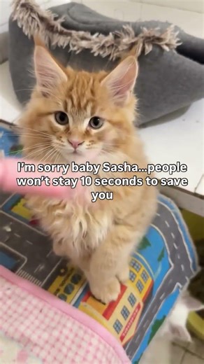 For Any Support Click Our Link In Bio To Help. All Pledges You Make To Support Are Appreciated!