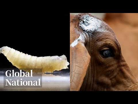 Global National: June 6, 2026 | Canada bans Texas livestock imports over Screwworm parasite concerns