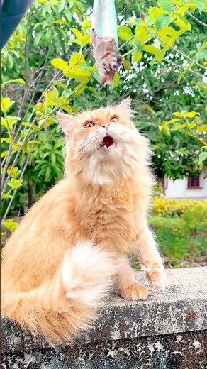 Cat meowing to attract Cats 🙀😻 ! Cats sound ! Persian cat sound ! Cat voice ! Cat ! Cat meow meow