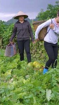 TIMELAPSE – Harvest 200KG Giant Strip Melons on the Massive Farm | Incredible Melon Season