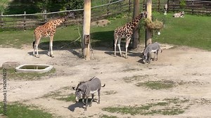 Giraffes and zebras walk and eat together. It's more fun together. The world of animals. Relaxing stock video footage. 4K.