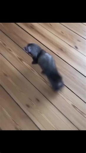 Our ferrets are well-socialized, handled daily, and raised in a clean, nurturing environment. They are energetic, curious, and make wonderful pets for individuals or families who understand their needs. We are committed to ethical rehoming and ensuring each ferret is matched with the right home. #FurryFriends #SmallPets #RescueFerrets #ForeverHome