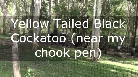 Rare video two Yellow Tailed Black Cockatoo eating Swamp Banksia seed