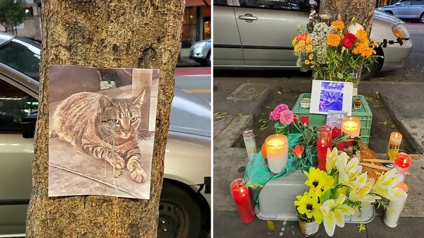 SF Mission neighbors mourn bodega cat allegedly killed by Waymo