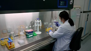 Generation of Human Brain Organoids for Mitochondrial Disease Modeling