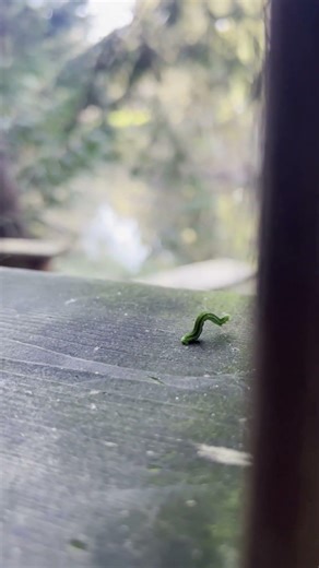 Inchworm Makes a Decision at the End… 🐛