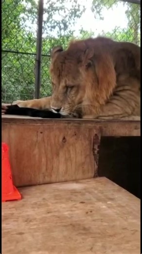 147K views · 9.6K reactions | Chimera being cute #liliger #lions #animals #cute | The CARE Foundation | Facebook
