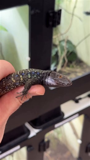 Frank Payne | The rarest of the rare, Gallotia galloti eisentrauti. Only one other person is currently breeding this species in the USA. Care is the same... | Instagram