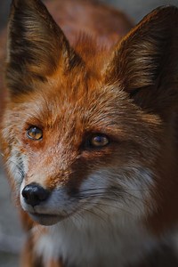 150  Cute Fox Names & Ideas