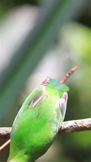 Lullaby of Birdland - Scat Singing