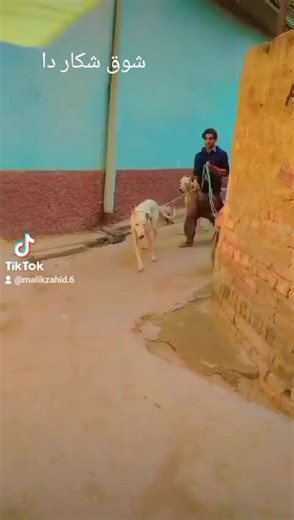 Zahid Chakwal (@zahid.chakwal)’s videos with Teday Kanr Chor Aai Vay Apna - Shafaullah Khan Rokhri