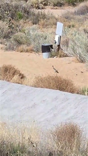 Road Runner spotted by @FlipsyFiona while IRL streaming.