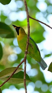 28K views · 330 reactions | A grass-green neon bird.Feathers as green...