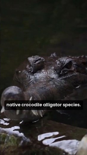 Nile Crocodiles Discovered in Florida: A New Threat?