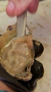 9.6K views · 51 reactions | Want to learn how to shuck an oyster?...