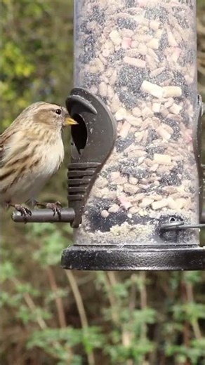 ‏Beautiful Great Tit Birds Singing 🐦 | Relaxing Nature Shorts