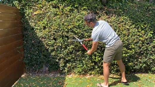 Watch Tabor Hedge Shears - How Well Do They Work After 4 Years? on Amazon Live