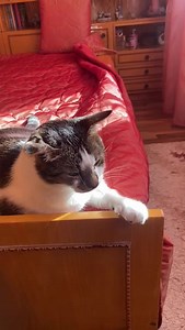 1K views · 48 reactions | Vă rugăm ajutați această pisicuță să...