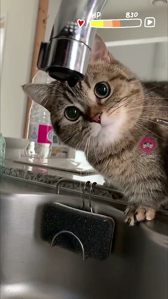 Ruining a cute cat video with an Apple Pencil 🍏 #funnycats #cutecat #catdoodles #oopsmeow