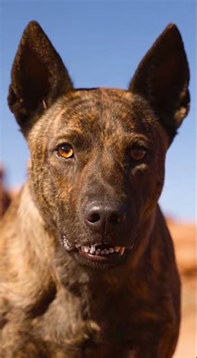 Lion vs Dog – An Unbelievable Wildlife Encounter 😱