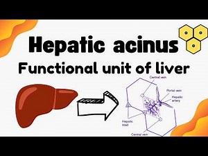 Hepatic Acinus | Hepatic Lobules