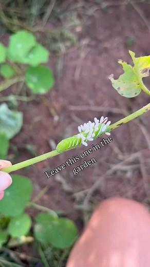 If you spot a tomato hornworm in your garden that looks like it’s covered in little white cocoons don’t squash it! Those cocoons belong to parasitic wasps. The wasp larvae feed on the hornworm, eventually killing it, and then hatch to help protect your garden from future pests. ✅ Leave hornworms with cocoons alone so the wasps can finish their work. ❌ Squash or remove hornworms without cocoons so they don’t keep munching on your plants. It’s a great example of how nature balances itself if we le