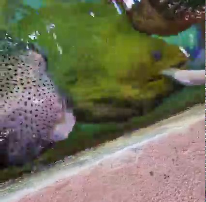 2.8K views · 119 reactions | When its jaws open wide and there’s more...