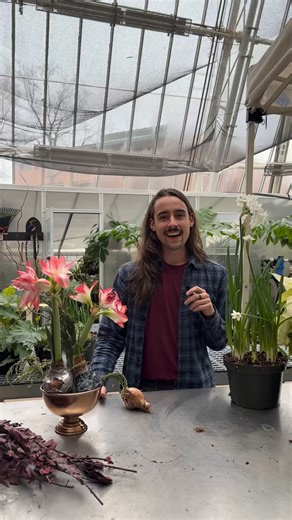 Cleveland Botanical Garden on Instagram: "Brighten winter days with a little indoor magic🌺 Isaac is sharing tips on how to grow forced bulbs, spotlighting amaryllis, and how to help it thrive indoors. 🌱Pet note: Amaryllis is not pet-safe, so be sure to keep blooms and bulbs out of reach of curious cats and dogs."