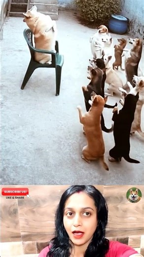 Dogesh Doing Yoga!🐶 Funny Dog Yoga Class| #funny #dogesh #dog #comedy #dogshorts #yoga #pets #shorts