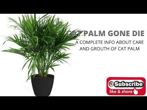 cat palm care and grow