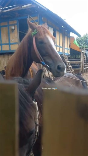 animal sexual reproduction steps Horse Breeding Shorts #fypreels #horselovers #horsebreeding #horse