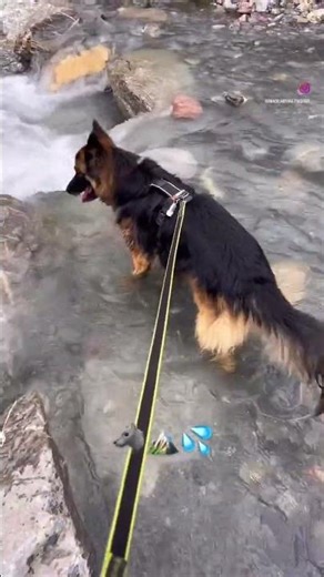 🐶 Draco y Arthas se divierten en el agua | Aventuras caninas