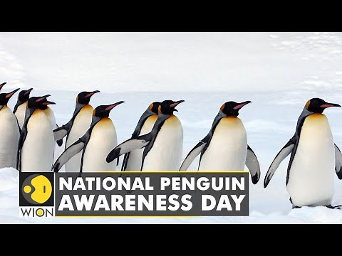 Penguin Awareness Day: Climate change is making Penguin colonies vanish | Latest English News | WION
