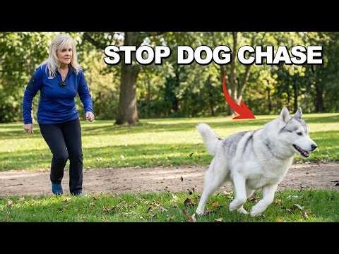 The Right Way to Stop Dogs from Chasing Things (3 Simple Steps)