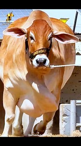 Fine Cattle Farm 2025 😍 | Cattle Craze.ρK