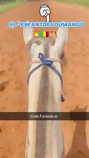 Courses de Chevaux : Du Jockey à la Victoire